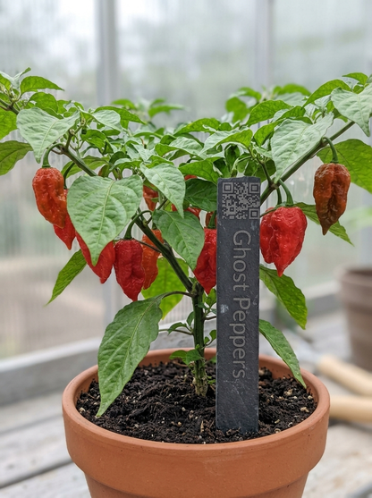 6" Slate Plant Smart-Stake